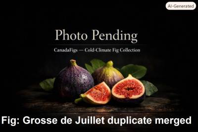 Grosse de Juillet duplicate merged Fig
